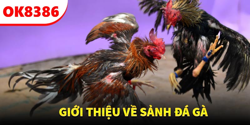 Giới thiệu về sảnh đá gà OK8386